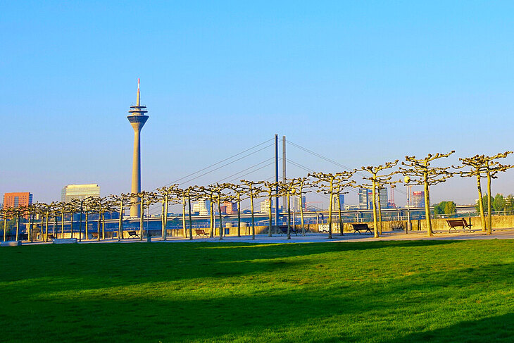 Frühling in Düsseldorf mit Platanenallee und Rheinturm im Hintergrund