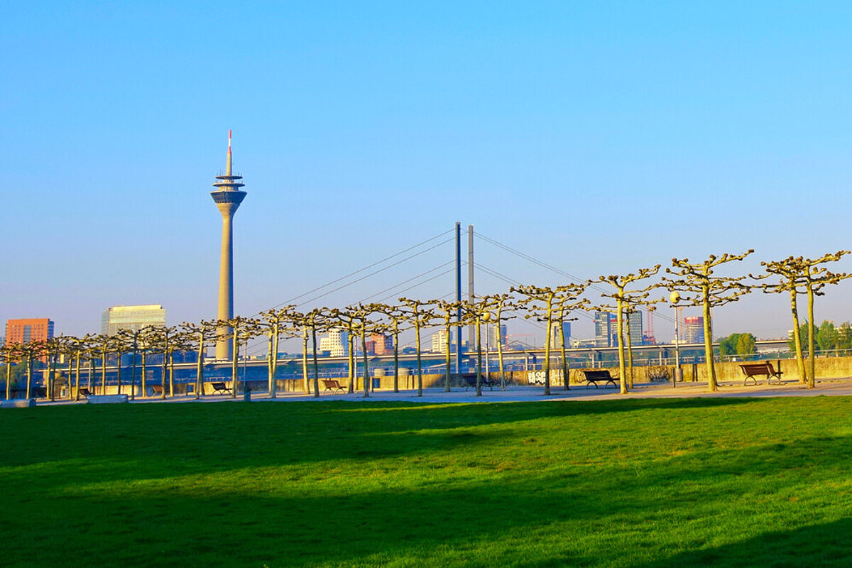 Frühling in Düsseldorf mit Platanenallee und Rheinturm im Hintergrund